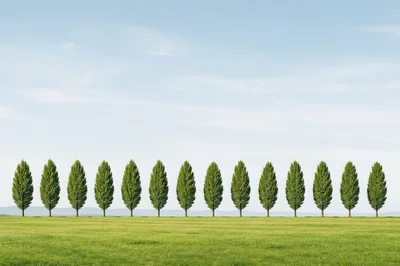 Row Of Tall Poplar Trees In A Green Field