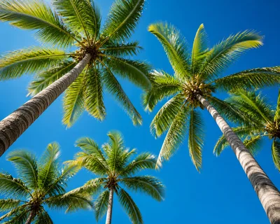 Low Angle View Of Tropical Palm Trees