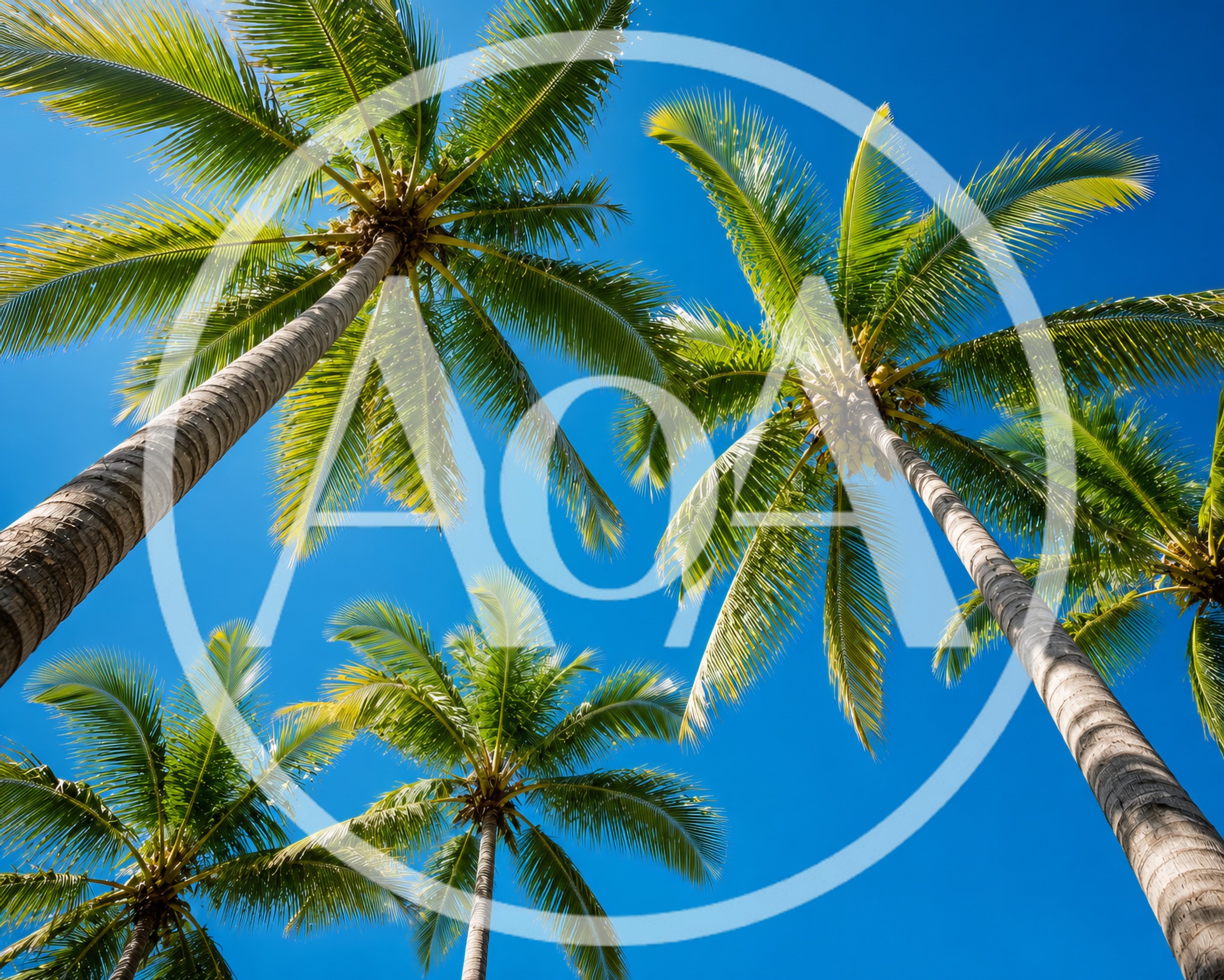 Low Angle View Of Tropical Palm Trees