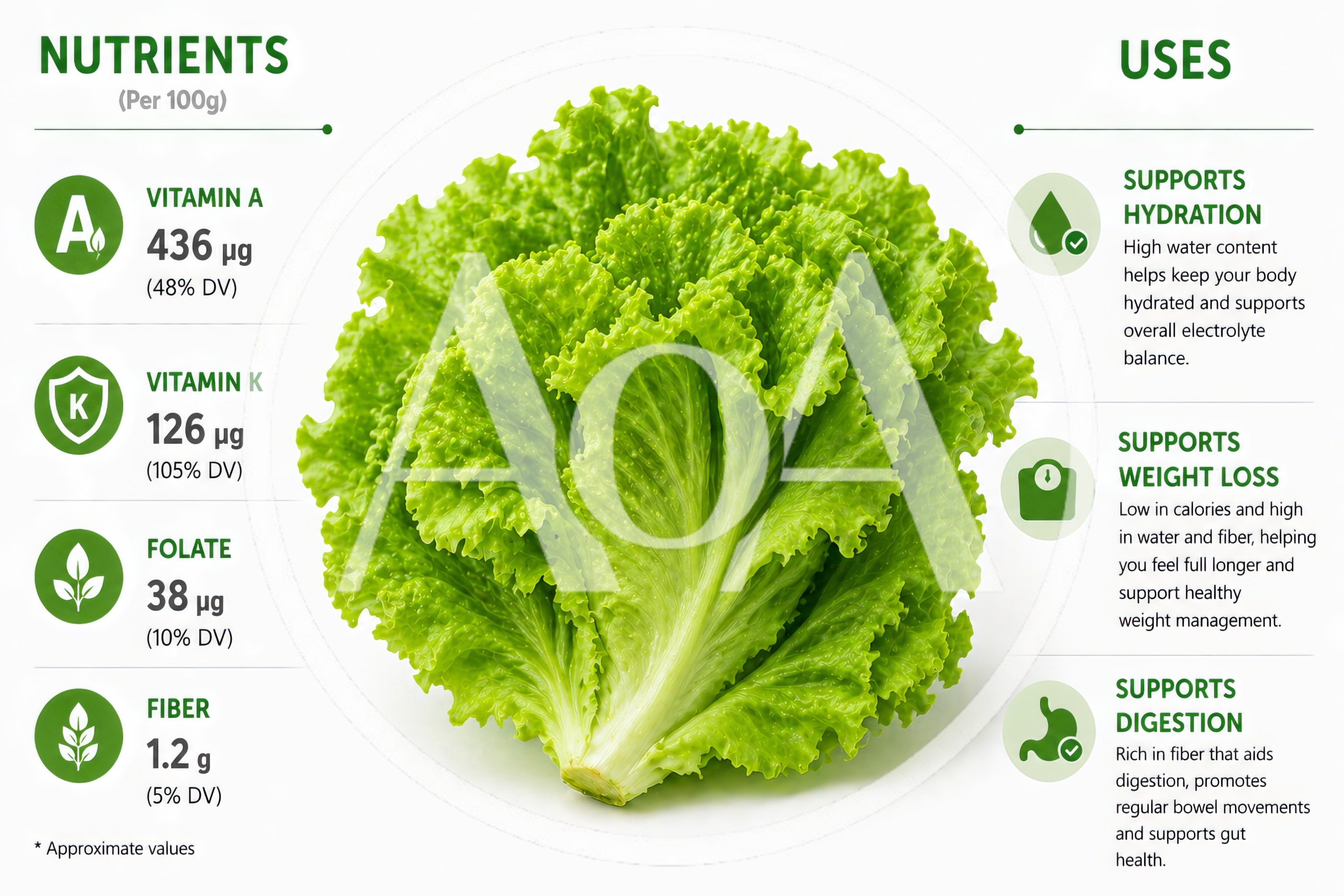 Nutritional Infographic Of Fresh Green Lettuce