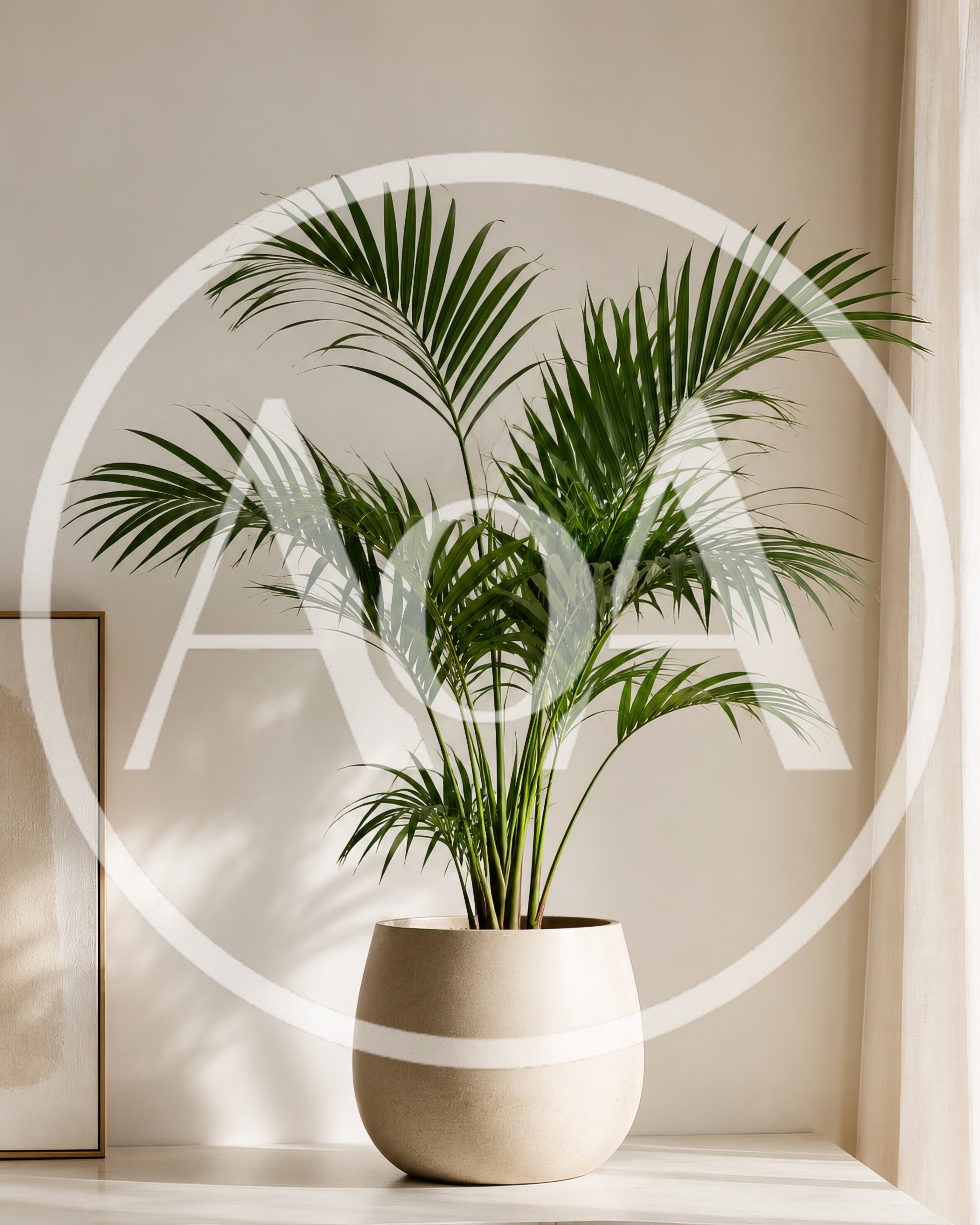 Potted Areca Palm Plant In Minimalist Interior