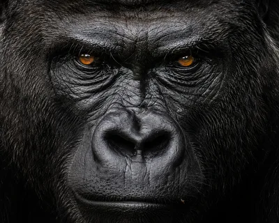 Close Up Portrait Of A Silverback Gorilla