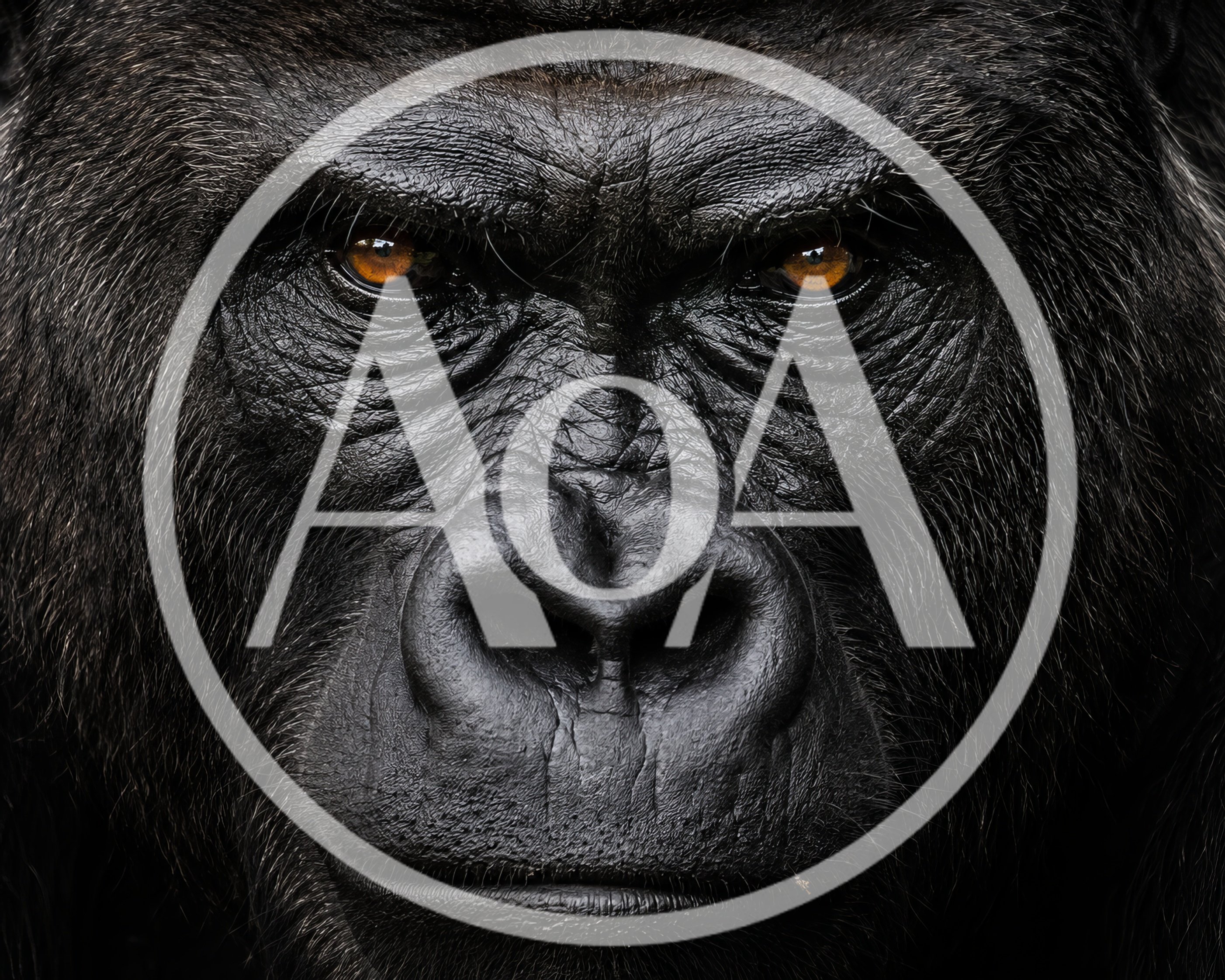 Close Up Portrait Of A Silverback Gorilla