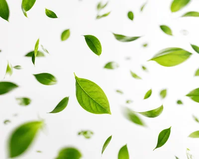 Fresh Green Leaves Falling Against White Background
