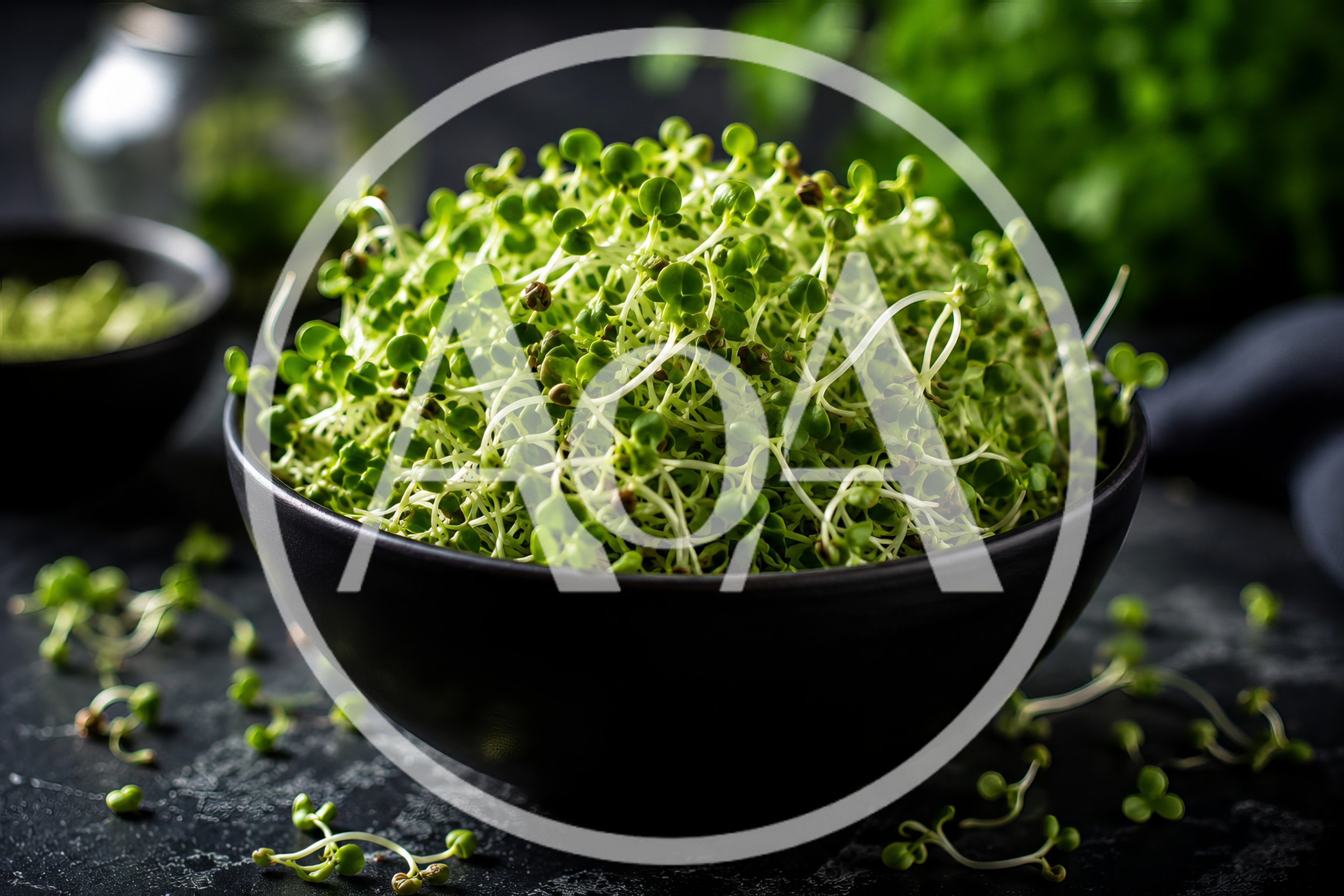 Fresh Green Microgreens In A Black Bowl