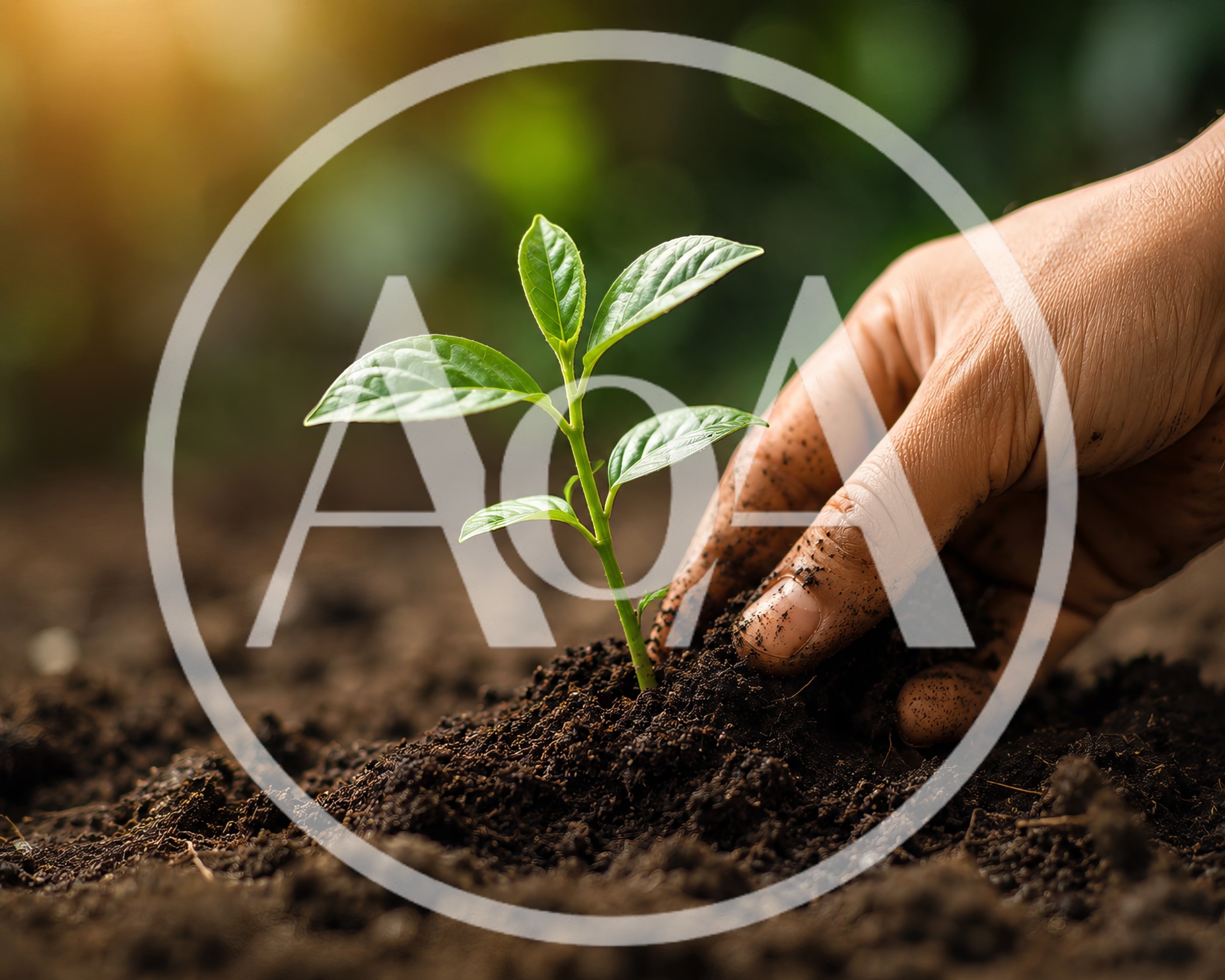 Hand Planting A Small Green Seedling In Soil