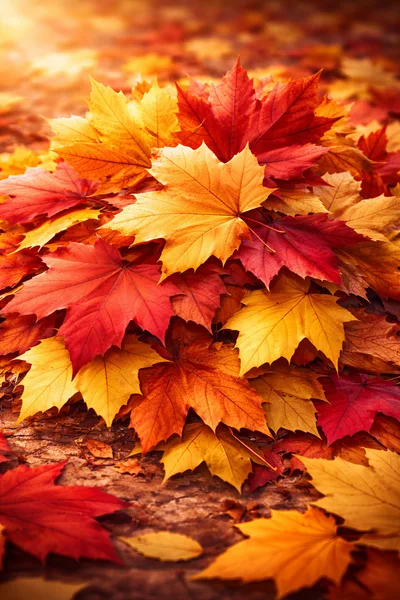 Vibrant Autumn Maple Leaves Scattered On Forest Floor
