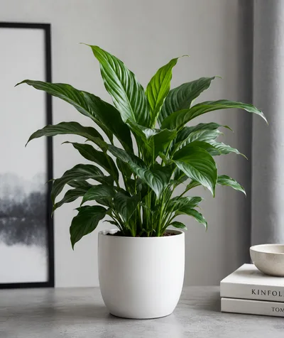 Peace Lily Plant In White Pot On Table