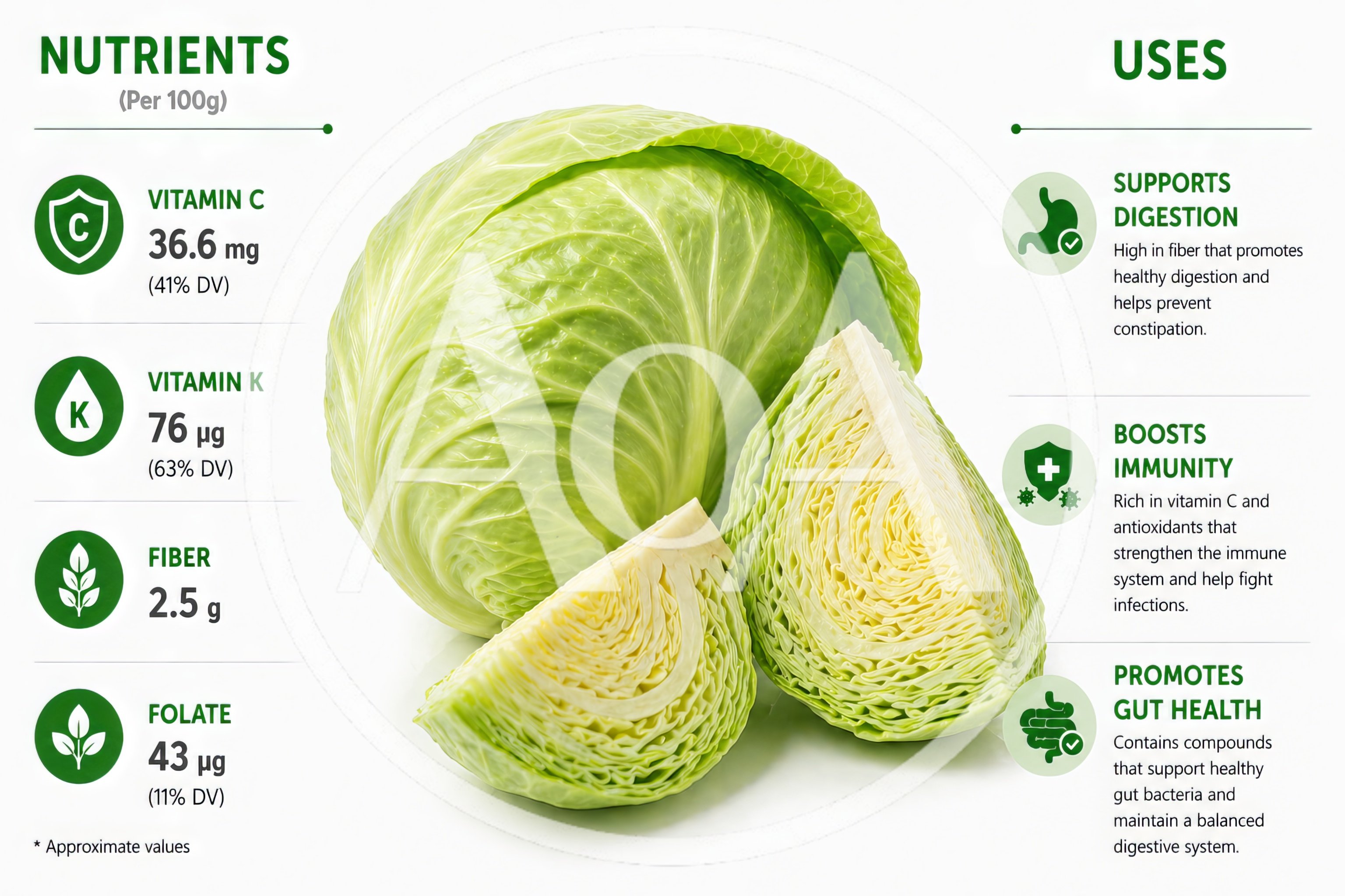 Nutritional Infographic Of Fresh Green Cabbage