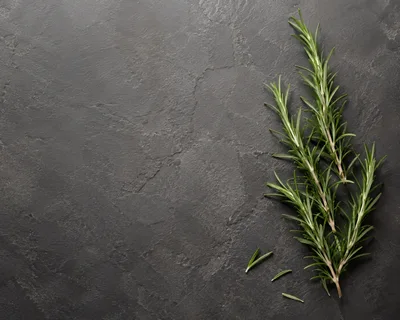 Fresh Rosemary Sprigs on Dark Slate Background