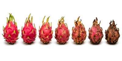 Dragon Fruit Ripening Stages Isolated On White Background