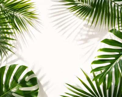 Tropical Palm and Monstera Leaves on White Background