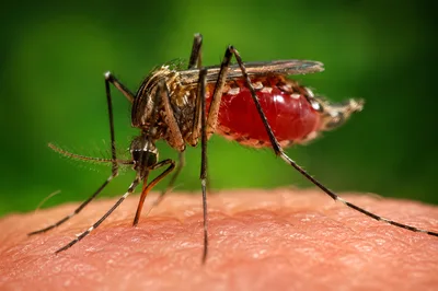 Macro Shot Of A Mosquito Feeding On Human Skin