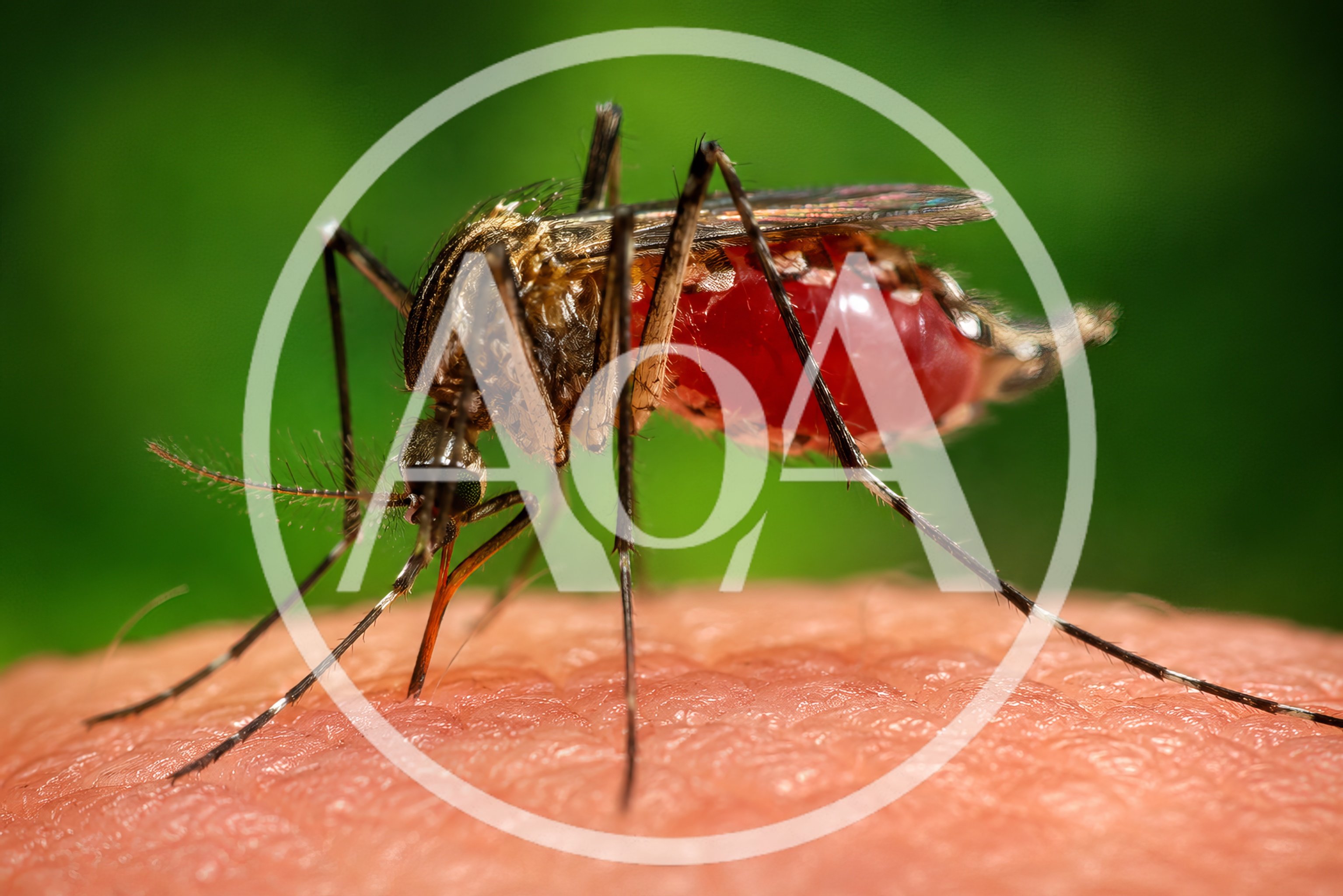 Macro Shot Of A Mosquito Feeding On Human Skin