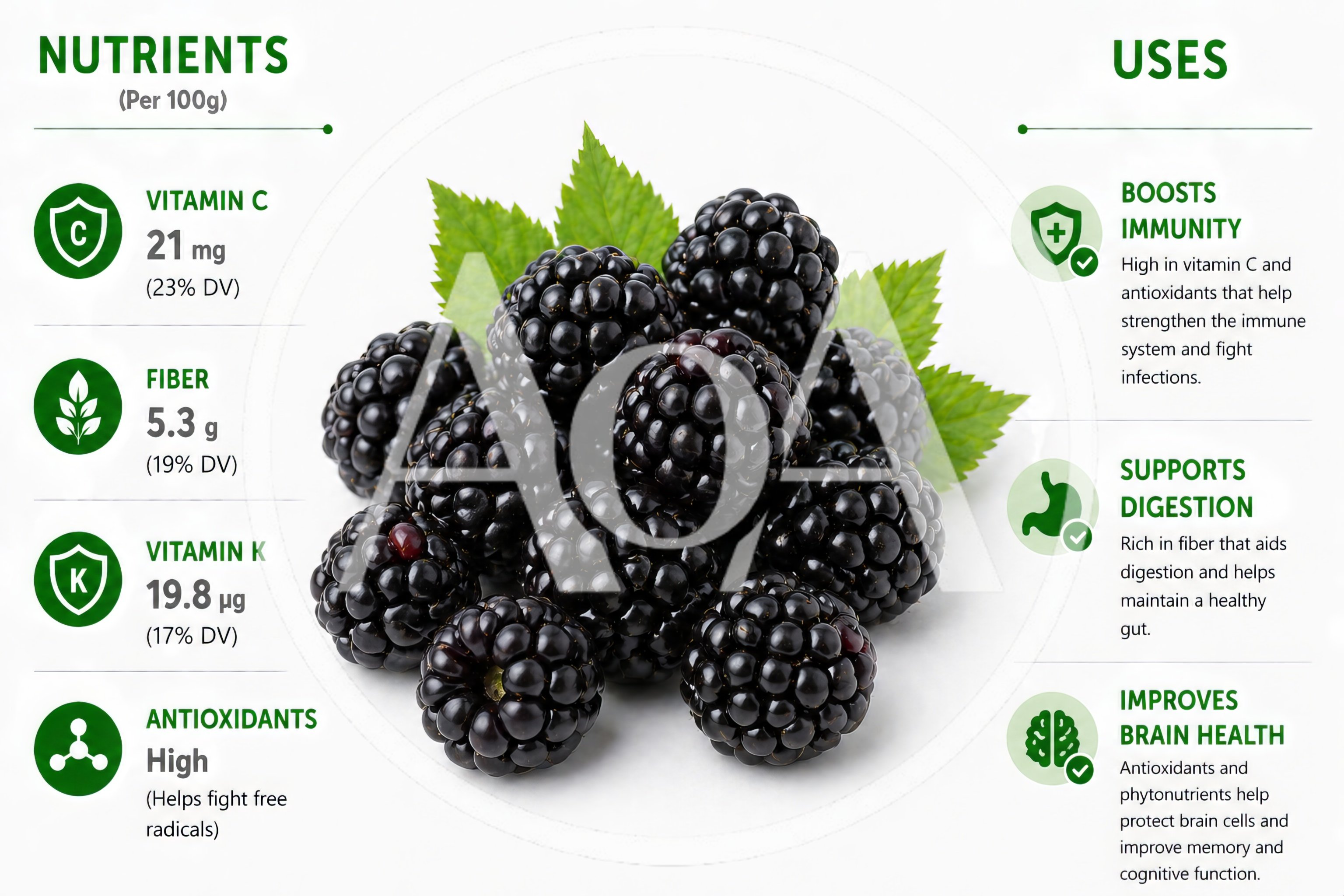 Blackberry Nutritional Benefits Infographic With Fresh Fruit