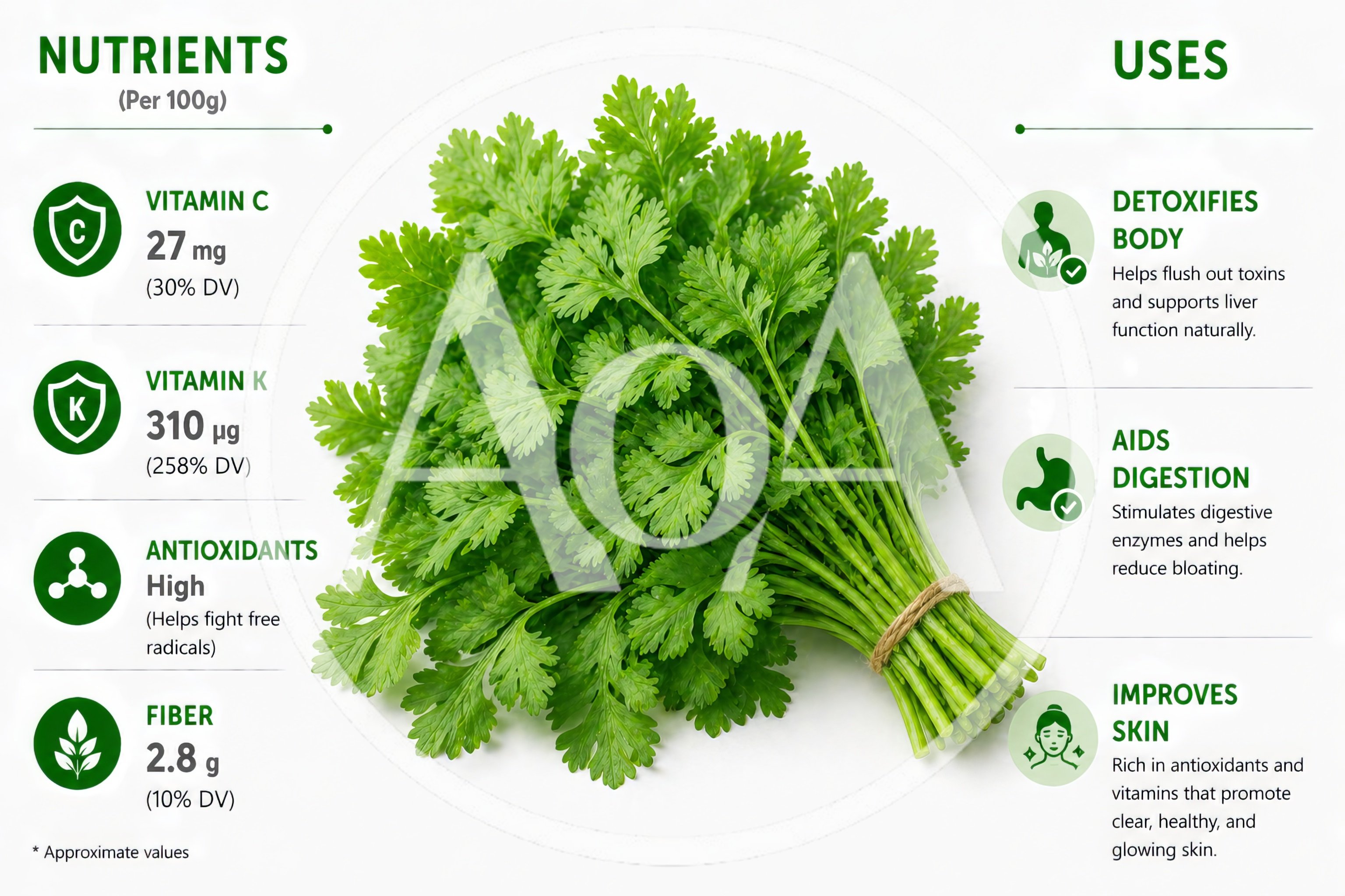Cilantro Nutritional Benefits Infographic With Fresh Herb Bundle