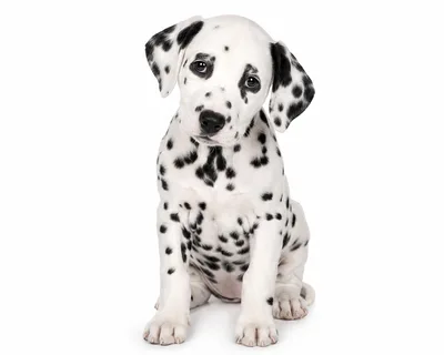 Adorable Dalmatian Puppy Sitting On White Background