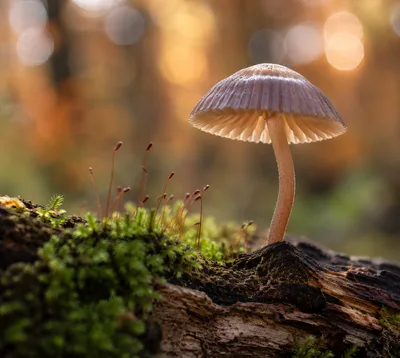 Single Mushroom Growing On Mossy Log In Forest