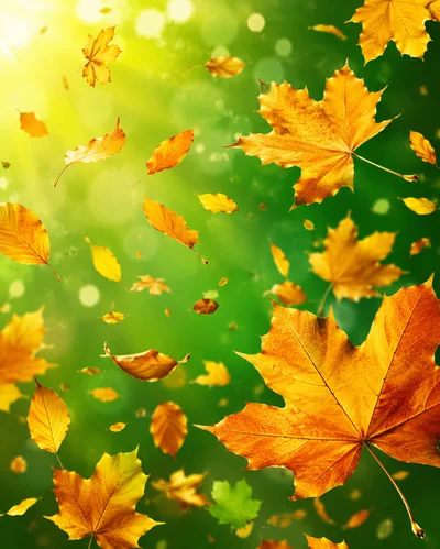 Autumn Maple Leaves Falling Against Green Bokeh Background