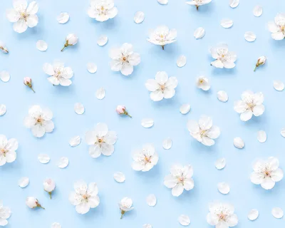 White Cherry Blossom Flowers Pattern on Blue Background