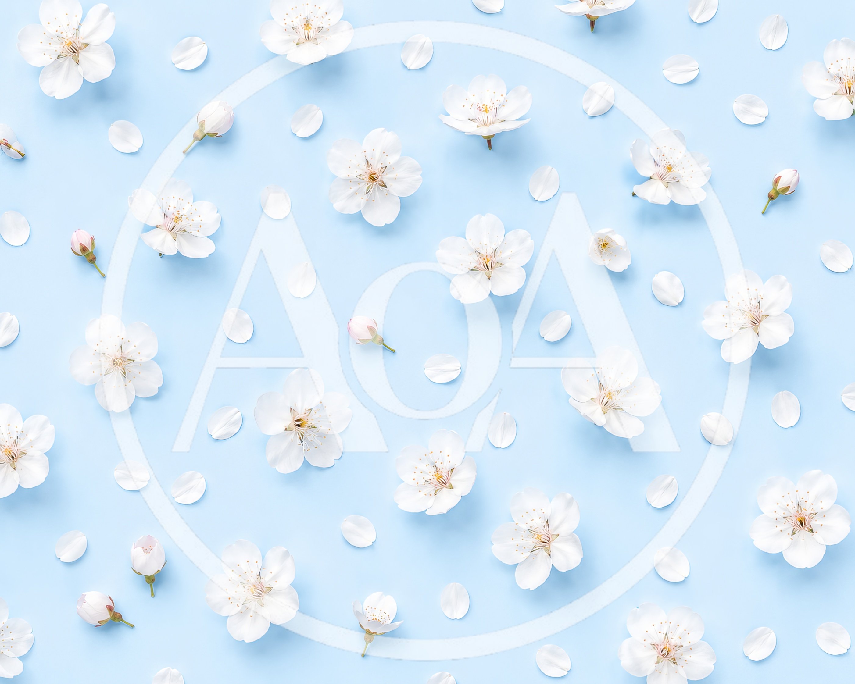 White Cherry Blossom Flowers Pattern on Blue Background
