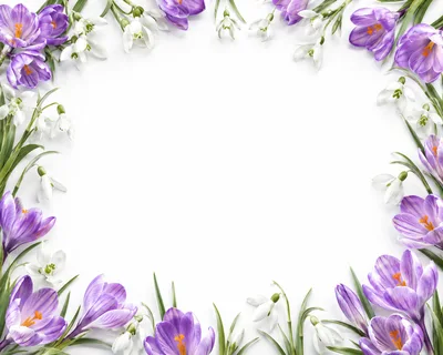 Spring Crocus and Snowdrop Flower Frame