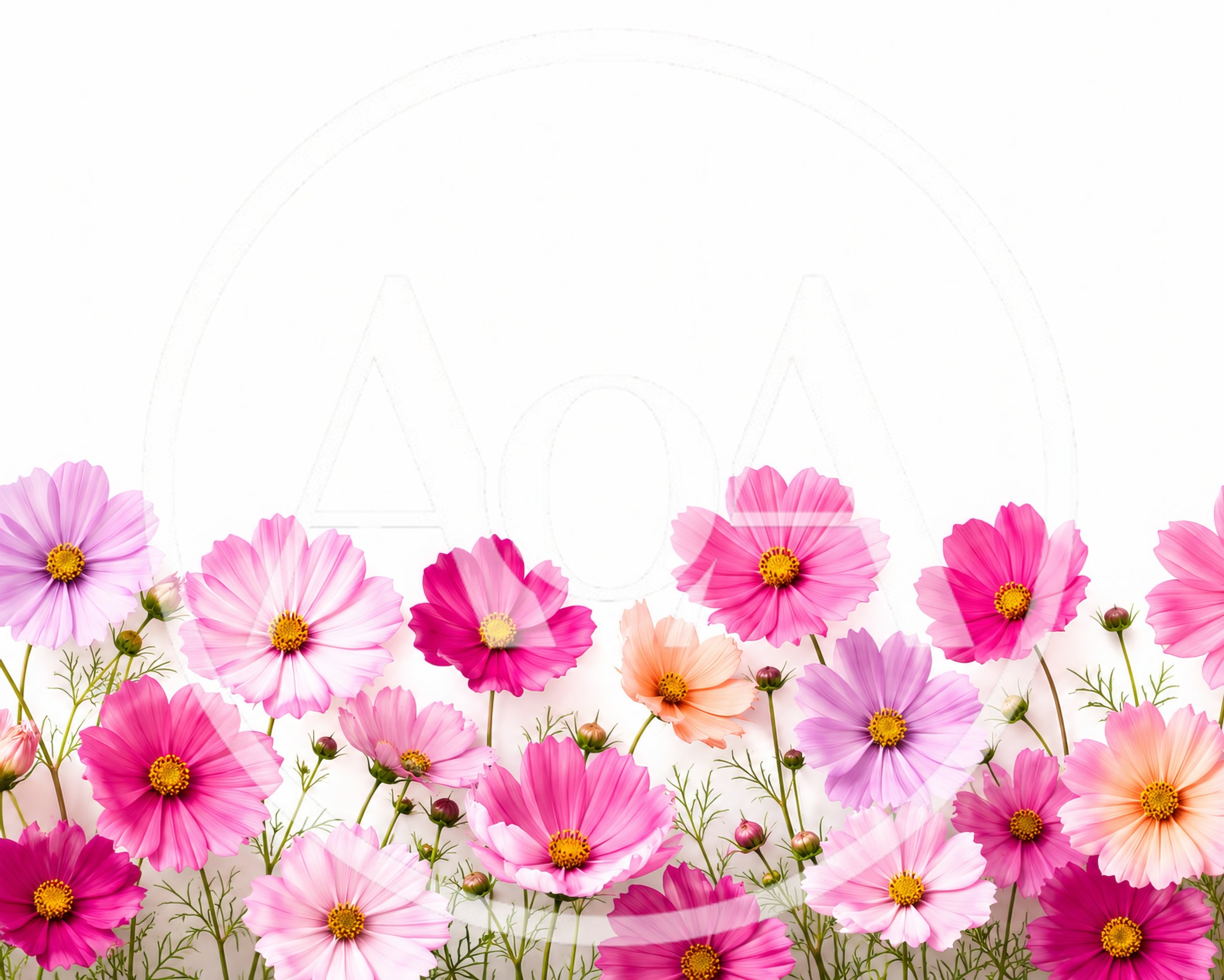Beautiful Pink Cosmos Flowers Border on White Background