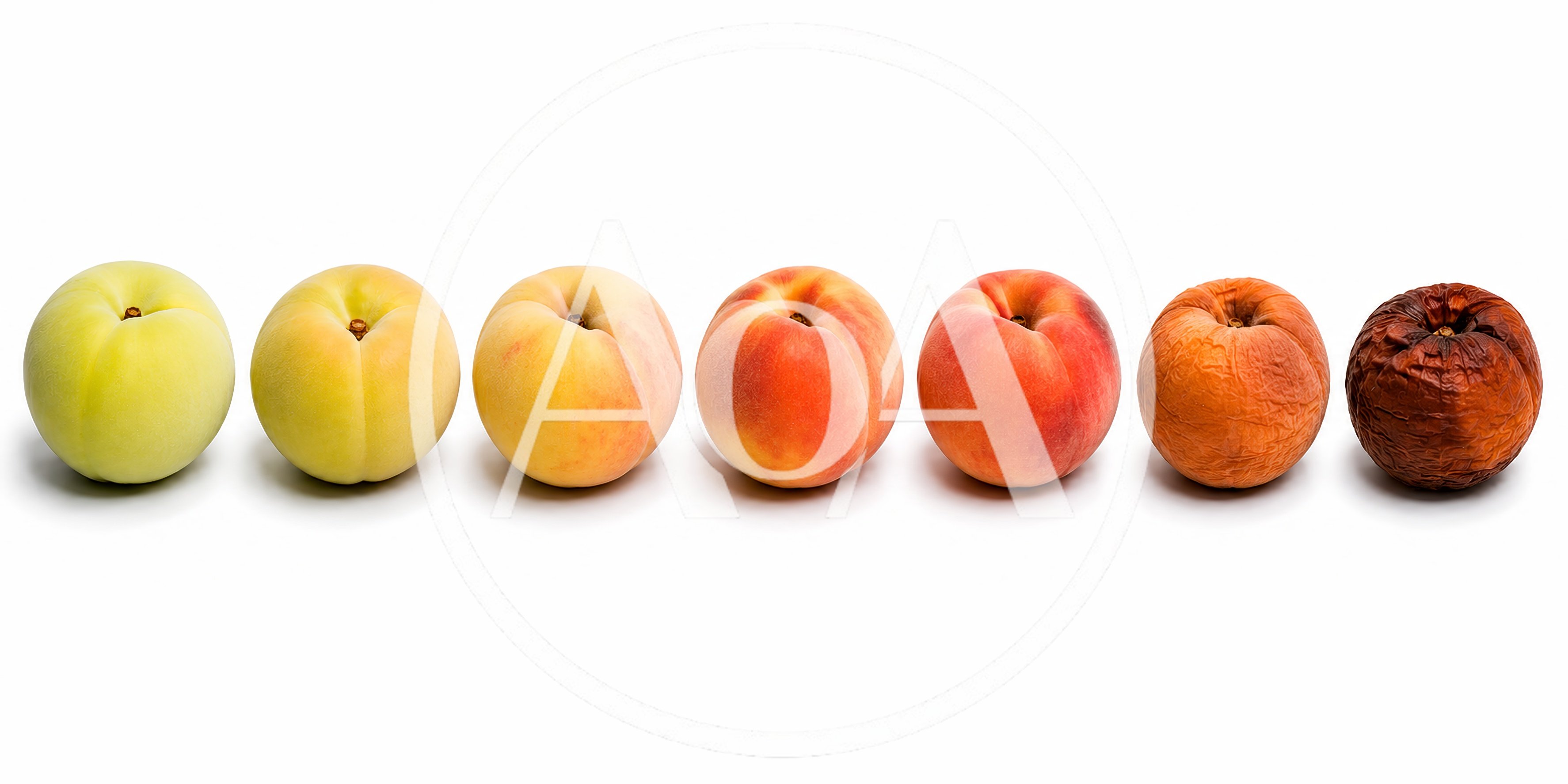 Stages Of Peach Ripening And Decay