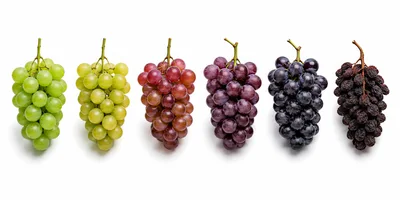 Six Bunches Of Grapes In A Color Gradient