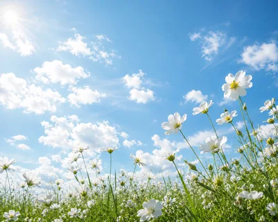 White Wildflowers Blooming Under A Bright Sunny Sky