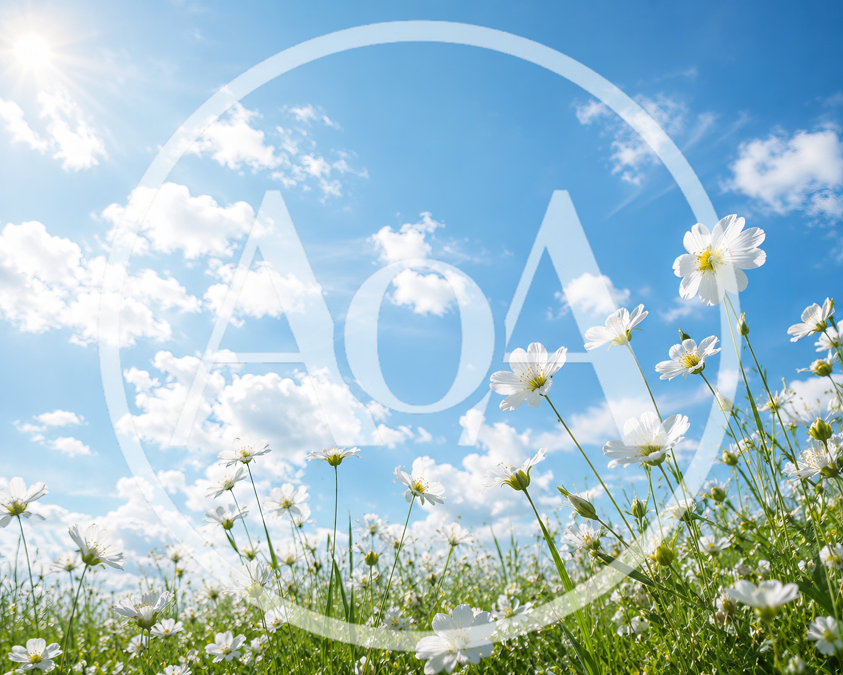 White Wildflowers Blooming Under A Bright Sunny Sky