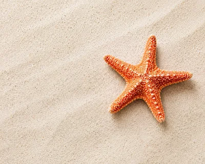 Orange Starfish Resting On Fine White Sand