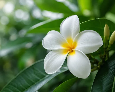 Single White Plumeria Flower With Yellow Center