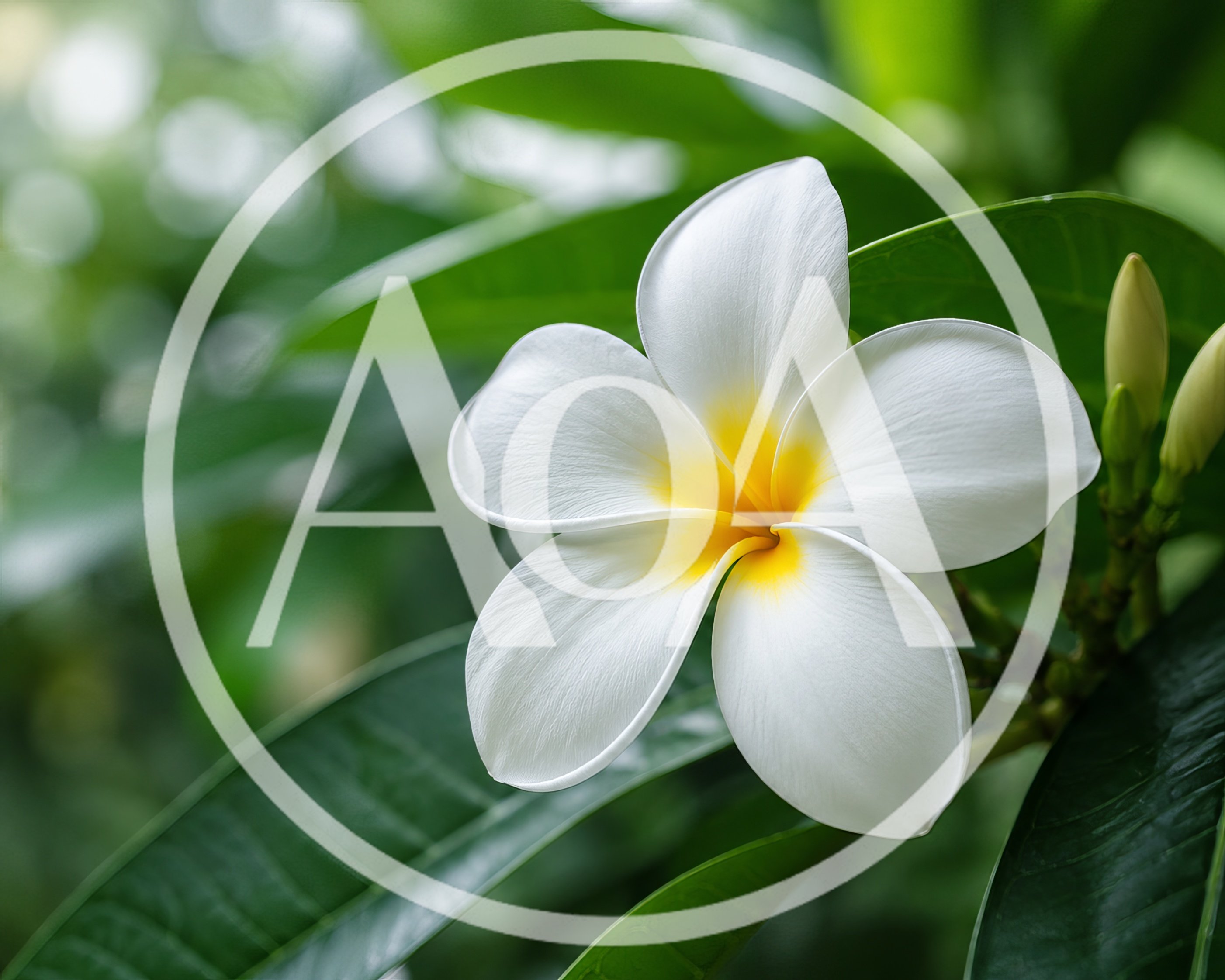 Single White Plumeria Flower With Yellow Center