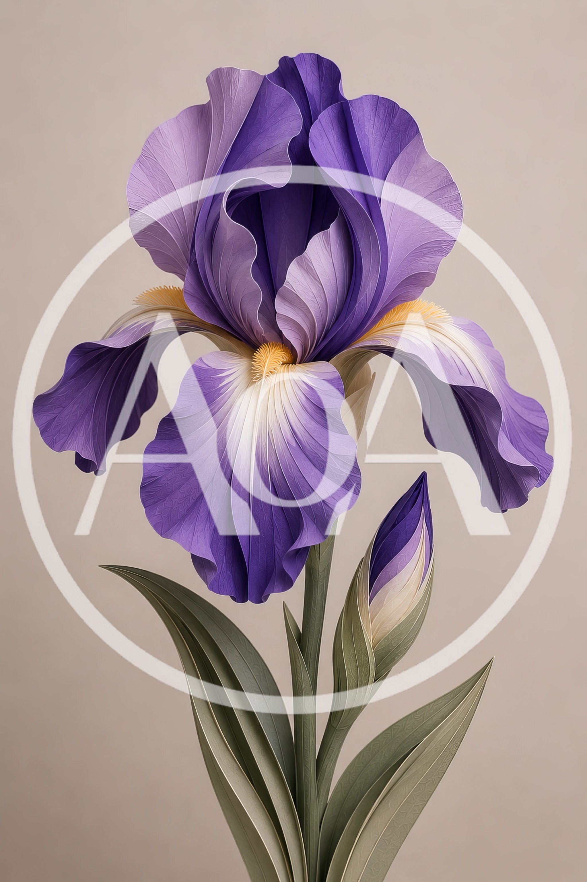 Elegant Purple Iris Flower With Bud