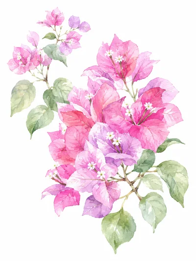 Watercolor Illustration of Pink Bougainvillea Flowers