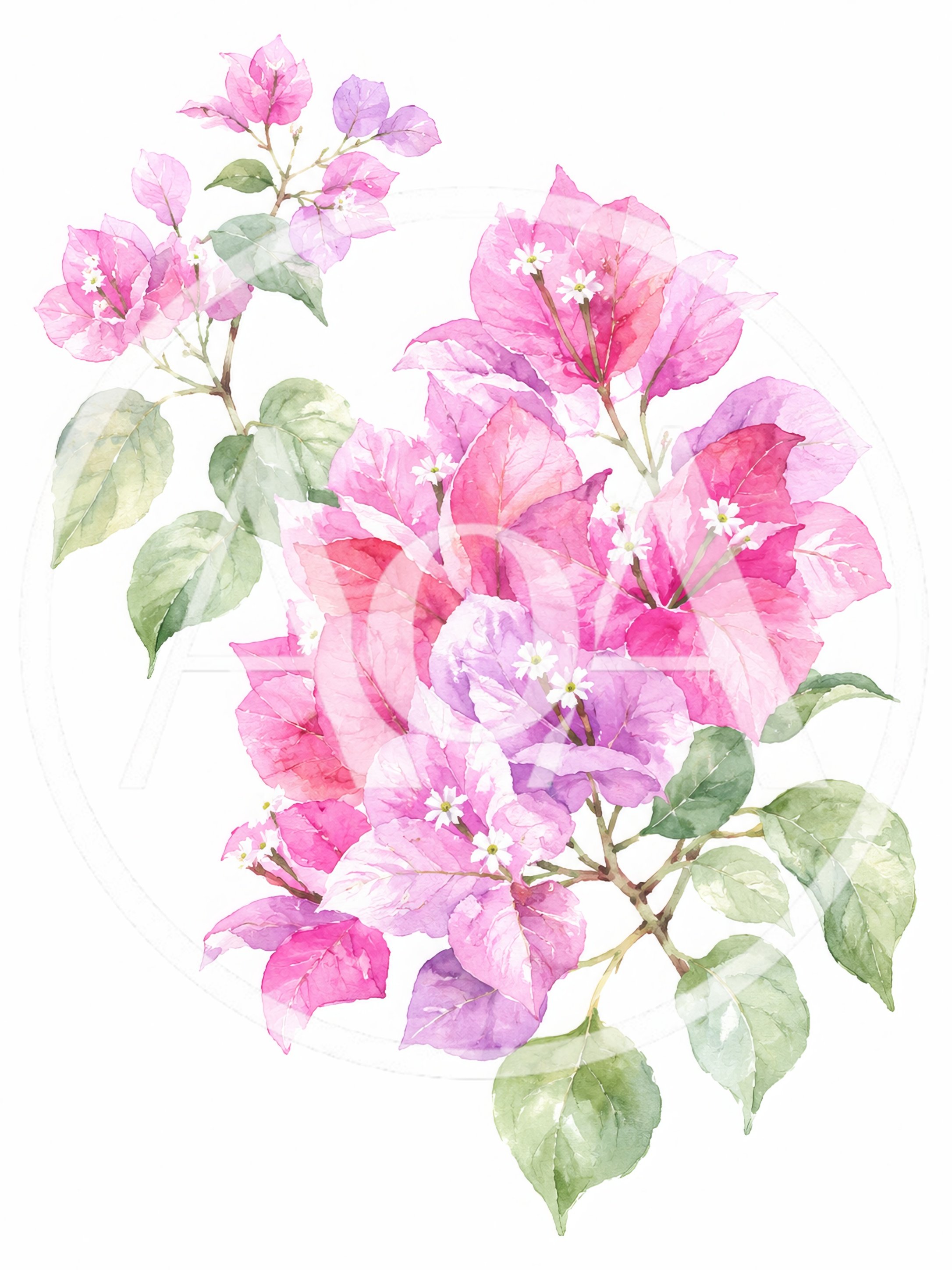Watercolor Illustration of Pink Bougainvillea Flowers
