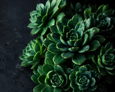 Dark Moody Arrangement Of Green Succulent Plants