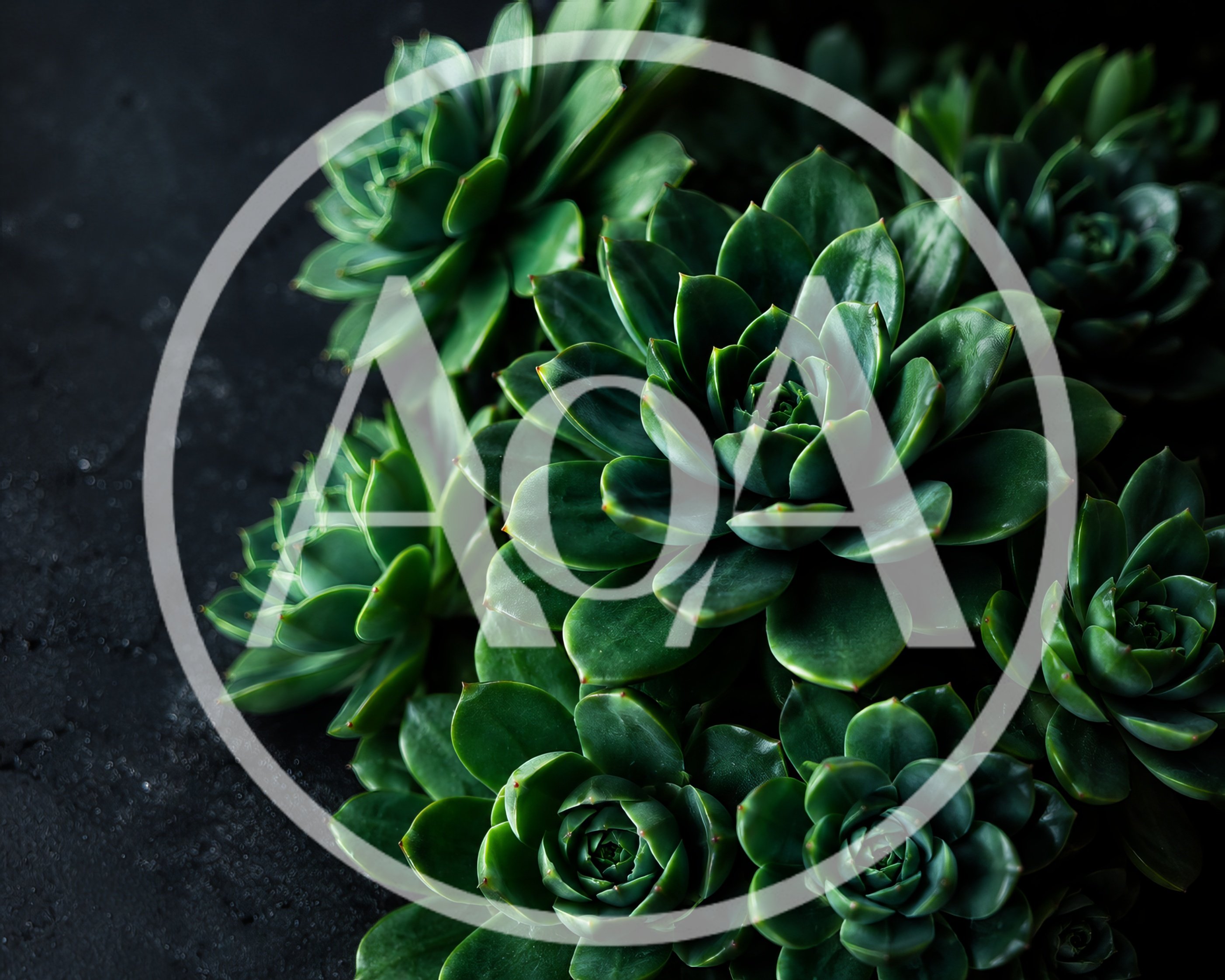 Dark Moody Arrangement Of Green Succulent Plants
