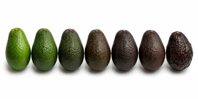Seven Avocados Showing Ripening Stages In A Row