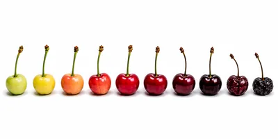 Progression Of Cherry Ripening And Decay