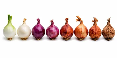 Row Of Eight Onions With Varying Degrees Of Decay