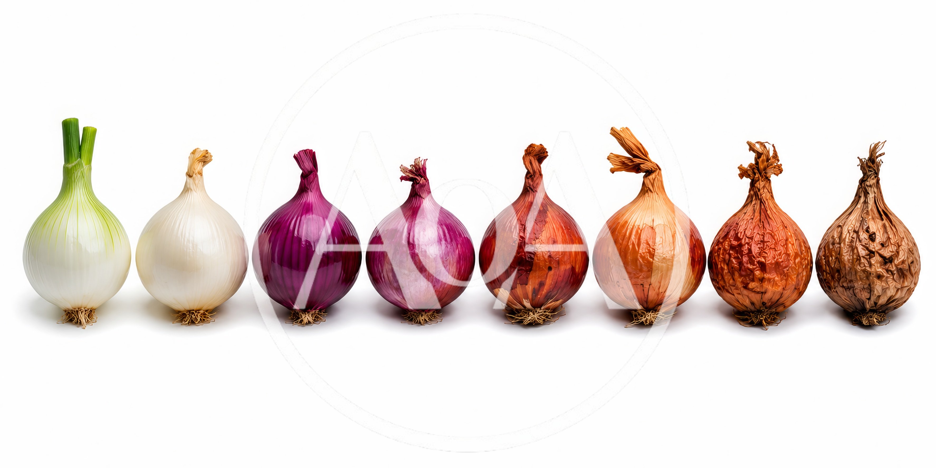 Row Of Eight Onions With Varying Degrees Of Decay