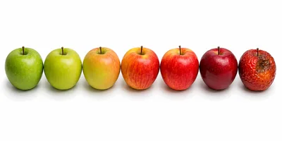 Seven Apples Showing Stages Of Ripening And Decay