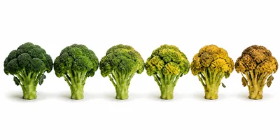 Progression Of Broccoli Decay Over Time