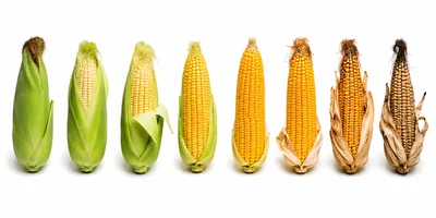 Stages Of Corn Maturation From Fresh To Dried