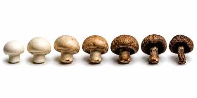 Progression Of Mushroom Decay Over Time