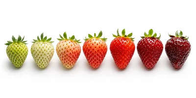 Seven Strawberries Showing Ripening Stages In A Row