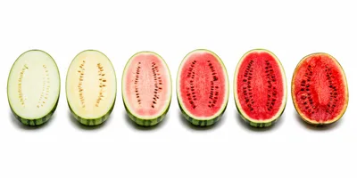 Six Watermelon Halves Showing Gradual Ripening Stages