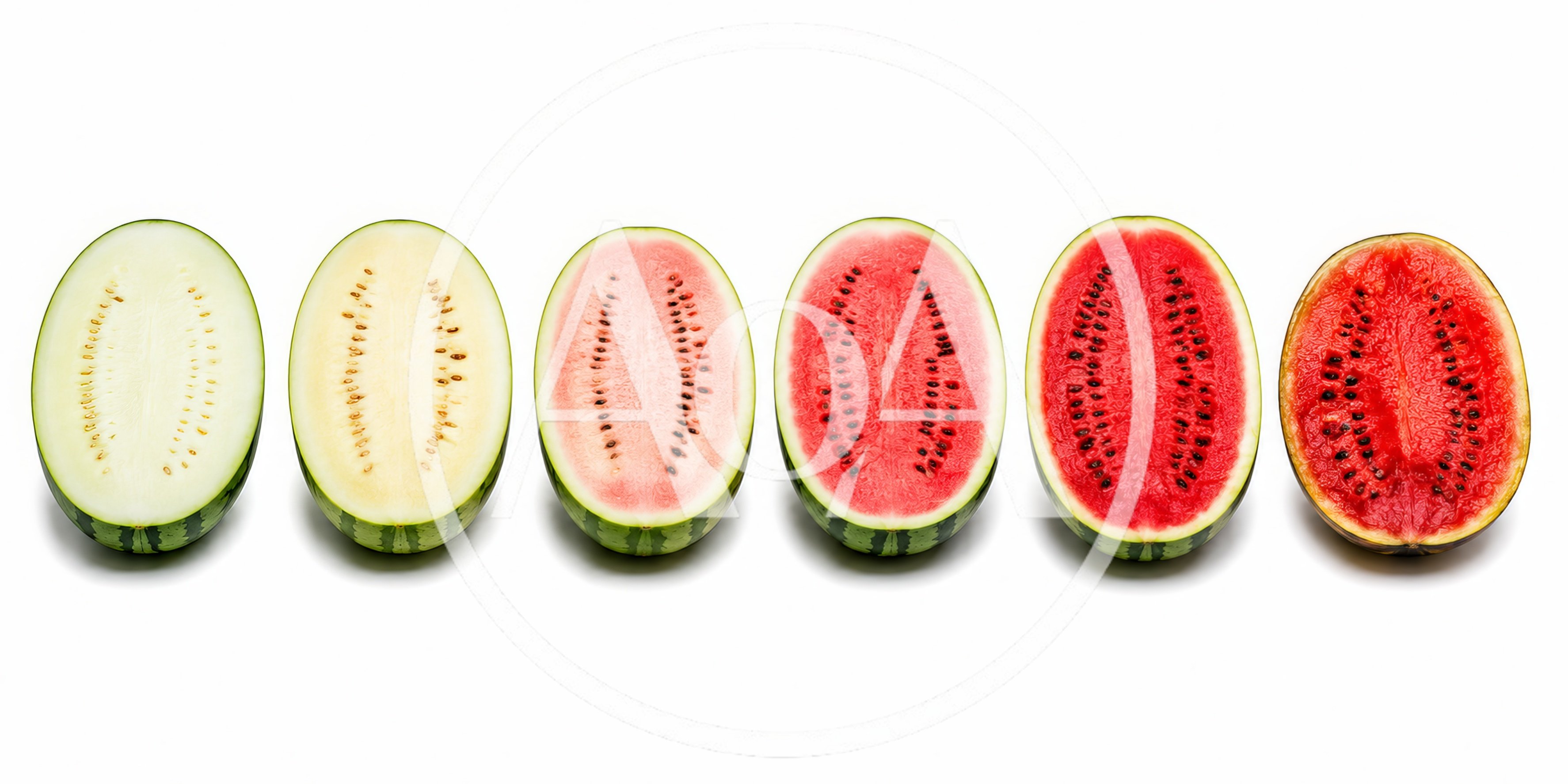 Six Watermelon Halves Showing Gradual Ripening Stages